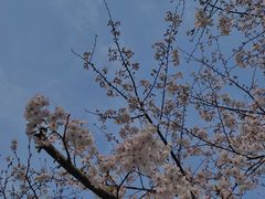 -高东镇樱花园