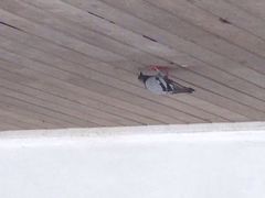 曼谷安娜塔拉河畔水疗度假村-阿瓦尼河滨曼谷酒店