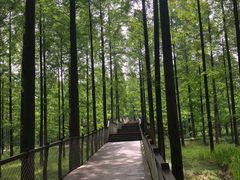 -黄海国家森林公园