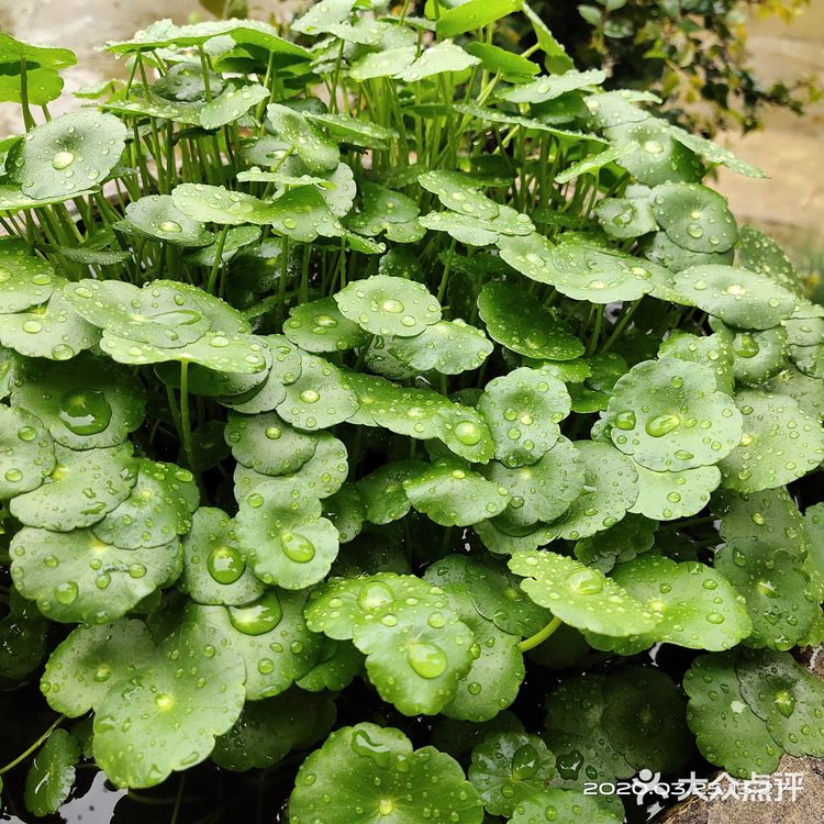金钱草是一种常见植物，而且是一种中药材，主要功效可预