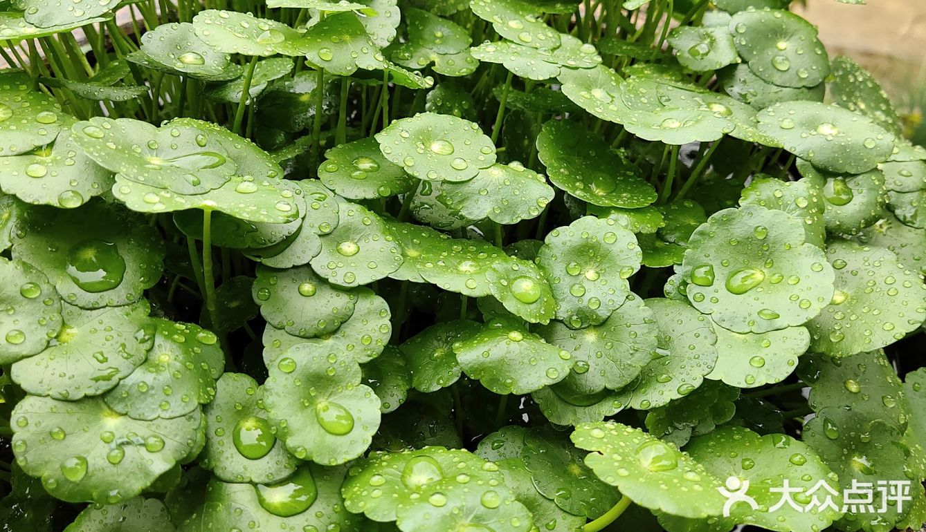 金钱草是一种常见植物，而且是一种中药材，主要功效可预