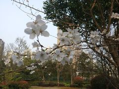 -瑞泰口腔(大宁分院)