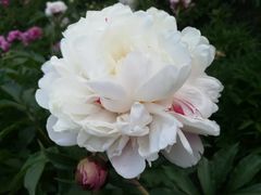 -长春公园(普阳街道)