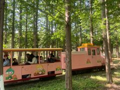 -黄海国家森林公园