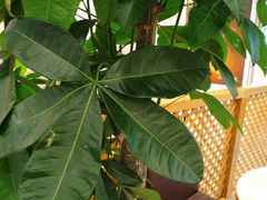 -德克士(宽甸店)