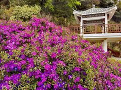 -广州市石门国家森林公园
