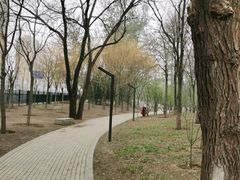 -大望京公园