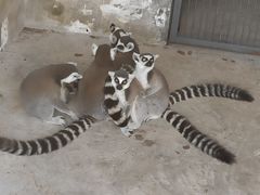 -石家庄市动物园