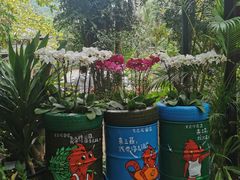 -亚龙湾热带天堂森林公园