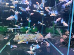 -青石桥花鸟鱼虫市场(叠翠城店)