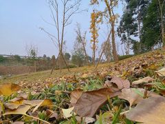 -白鹭湾湿地公园