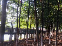 -月湖风景区