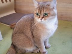 -滚猫咖啡·猫咖·猫友好撸猫(未来城店)