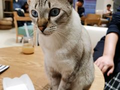 -藏猫猫咖啡主题馆(中央大道店)