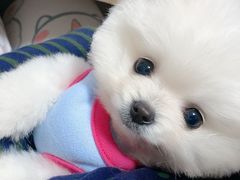 -唐小姐の猫狗洗护·购宠旗舰店(周浦万达店)