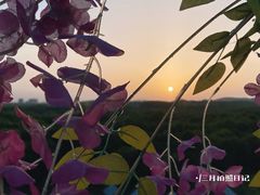 -花博汇(知音花月夜)