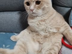 -艾吉宠物医院·疑难杂症转诊中心·猫友好(碧江路院)