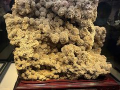 -正佳自然科学博物馆
