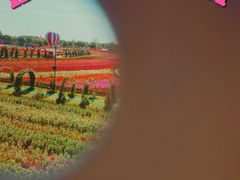 -荷兰花海