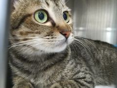 -瑞鹏宠物医院·夜间急症·心超·猫科(祖庙分店)