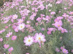 -南通鲜花小镇