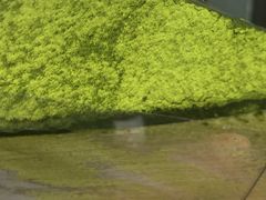 -Lady M Cake Boutique(麦迪逊大道店)