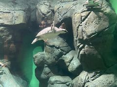 -上海海洋水族馆