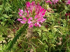 -北纬44度·金珠花海休闲农业旅游景区