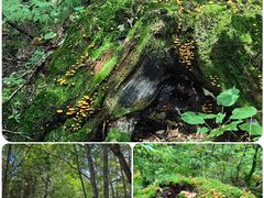 -汤旺河林海奇石景区