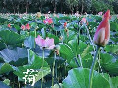 -东郊湿地公园