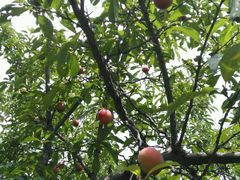 android_upload_pic-古韵山庄