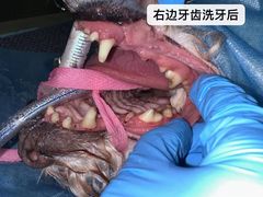 -立德动物医院·重症转诊·24H夜诊·CT·心脏彩超(顺德中心分院)