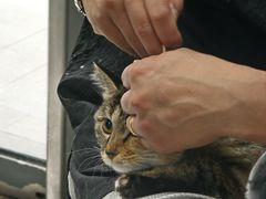 -中农国际动物医院24小时·猫科·骨科·急重症中心