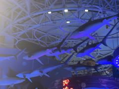 -烟台海昌鲸鲨海洋公园
