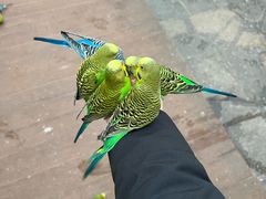 -南宫五洲植物乐园