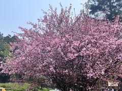 -铁山坪森林公园