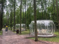 -黄海国家森林公园