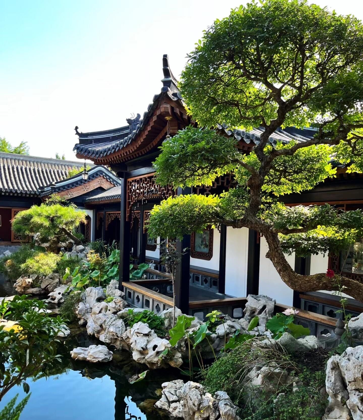 最美庭院 #苏式建筑 #庭院 #园林 #苏式园林 #园林自然好风光 #中式