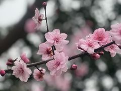 -杭州上天竺法喜讲寺