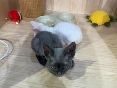 -爪爪喵星球·猫舍(卓悦中心店)