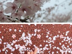 -高东镇樱花园