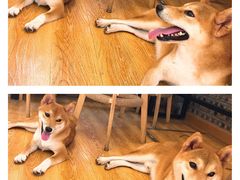 -柴犬高等学院·狗咖·柴犬售卖·宠物训练