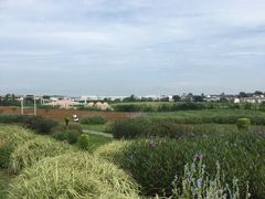 -空港花田景区
