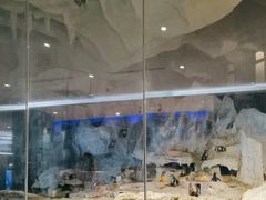 -帝企鹅自助餐厅•儿童岛•真企鹅(长隆企鹅酒店)