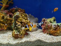 -上海海洋水族馆
