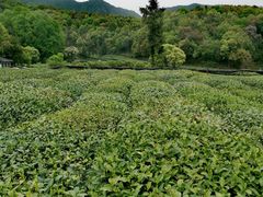 -龙坞茶村