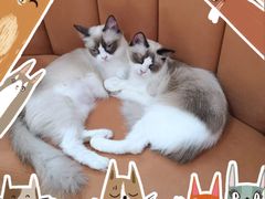 -Bastet sally猫舍购宠(静安店)