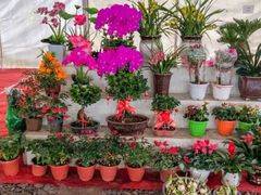 -龙大花卉苗木市场