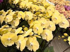 -龙大花卉苗木市场