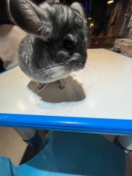 -酷嗒动物文化乐园(cutezoo西溪乐天城店)